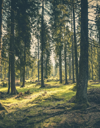 Forest Footprint